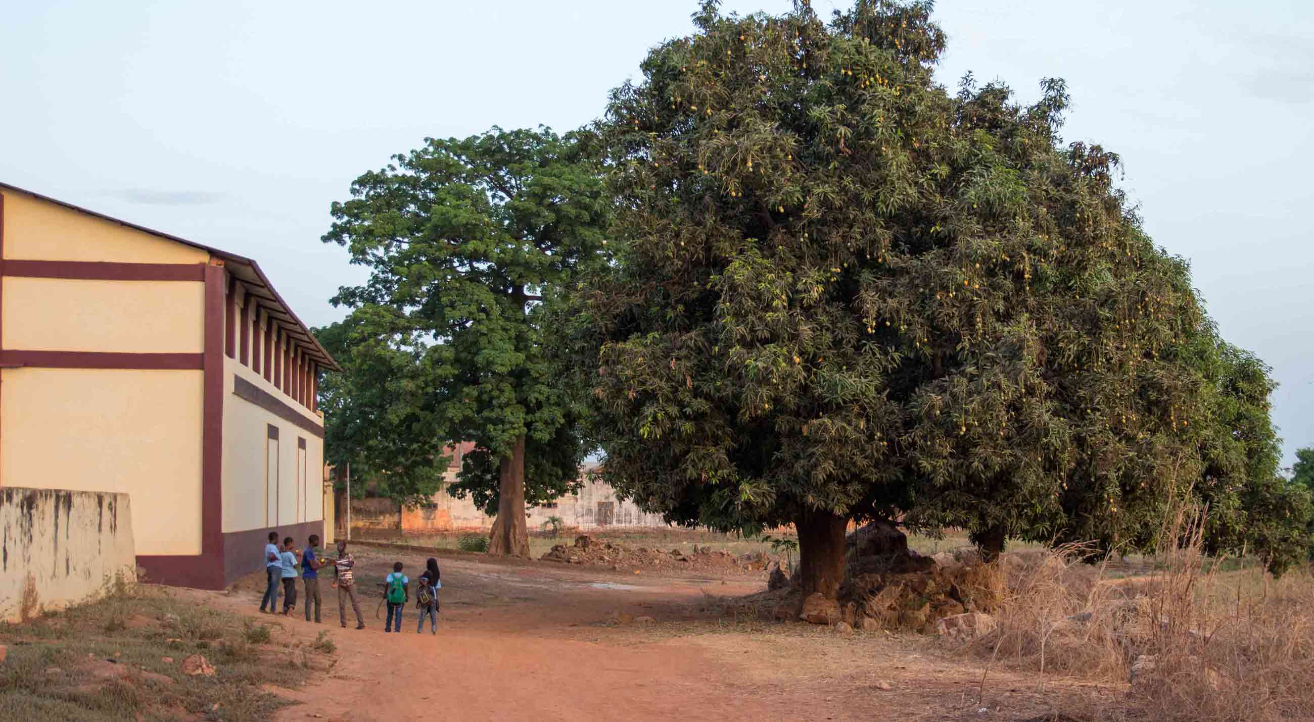 Ett mangoträd i Bafatá, Guinea-Bissau.