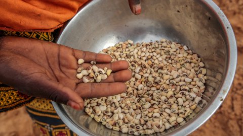 En skål med beiga bönor