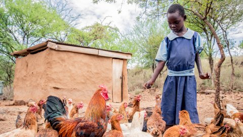 Ett barn utomhus i en flock av hönor bredvid ett skjul