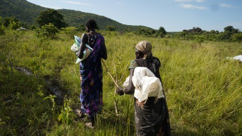 Två kvinnor går bland högt gräs, håller i myggnätt, i bakgrunden syns berg.
