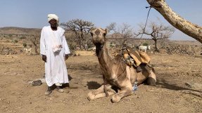 Mohamed Abdallah Juma, en lokal ledare från byn Dilli i Darfur, står bredvid en kamel..