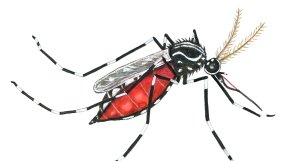 En illustration av en denguemygga