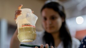 Myggor som bär på bakterien Wolbachia i en burk.