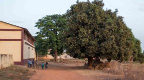 Ett mangoträd i Bafatá, Guinea-Bissau.