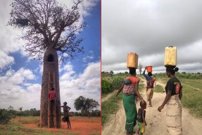 Två bilder från Madagaskar - ena visar hur Claudine använder trädet baobab som en regnvattenreservoar, andra bilden visar tre kvinnor som bär vattendunkar.