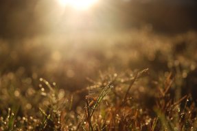 Daggdroppar i det torra gräset längs vägen tillbaka till vårt hus.