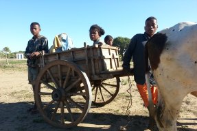 Bönderna i Androy använder träkärror för all transport.