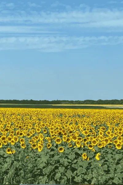 fält med solrosor under blå himmel