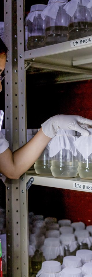 En kvinna sjukhuskläder inspekterar burkar med myggor i.