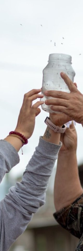 Två personer släpper ut myggor från en burk.