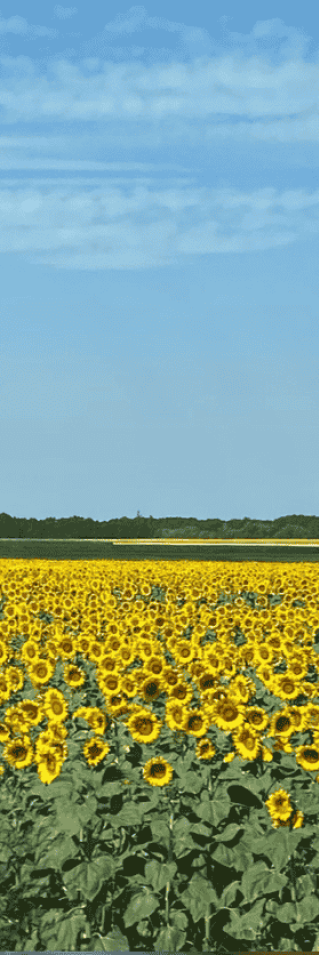 fält med solrosor under blå himmel