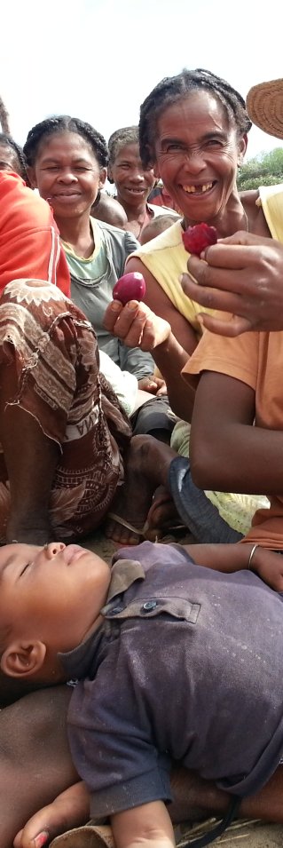 Den näringsfattiga röda kaktusen äts när det inte finns tillräckligt med mat. 