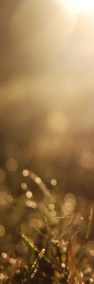 Daggdroppar i det torra gräset längs vägen tillbaka till vårt hus.