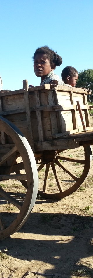 Bönderna i Androy använder träkärror för all transport.