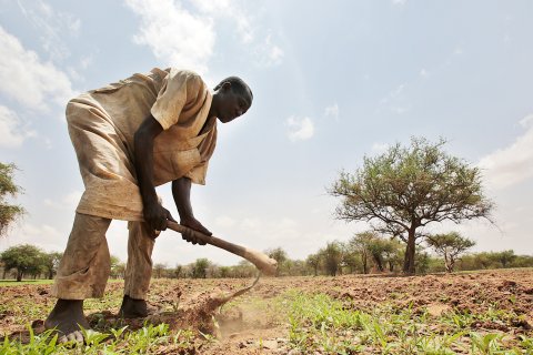 En man sår grödor på en torr åker. 