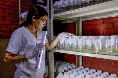 En kvinna sjukhuskläder inspekterar burkar med myggor i.