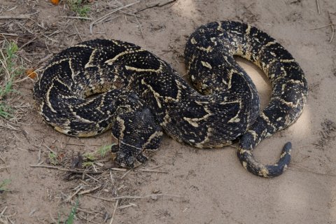 En brun, mönstrad orm på sand.