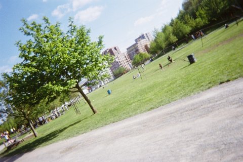 En park, träd, höghus i bakgrunden.