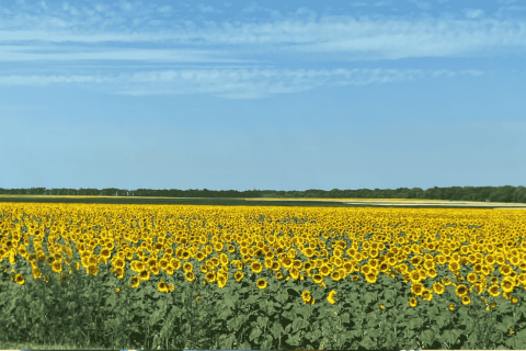 fält med solrosor under blå himmel