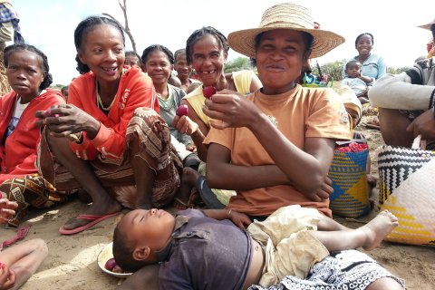 Den näringsfattiga röda kaktusen äts när det inte finns tillräckligt med mat. 