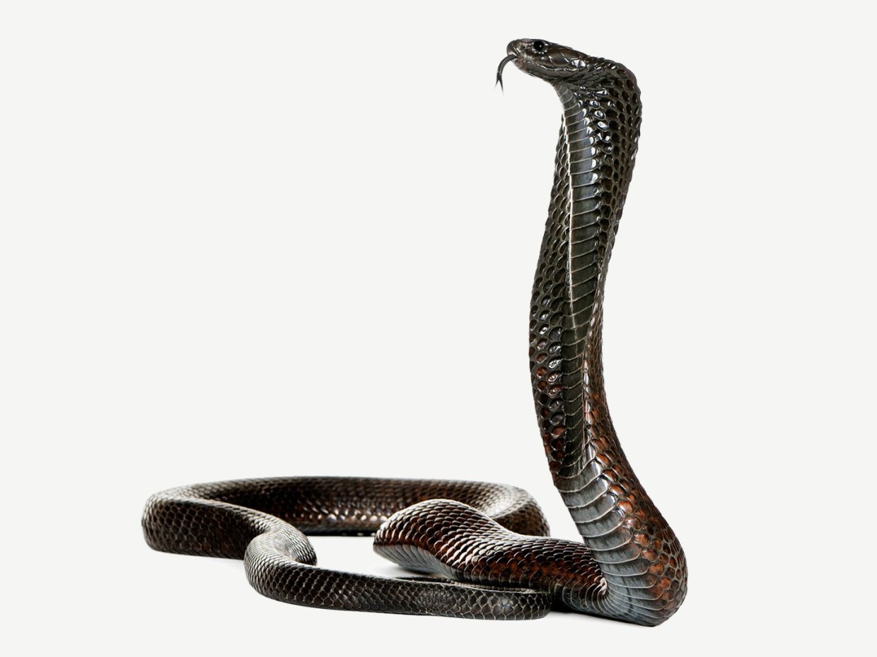 En egyptisk kobra