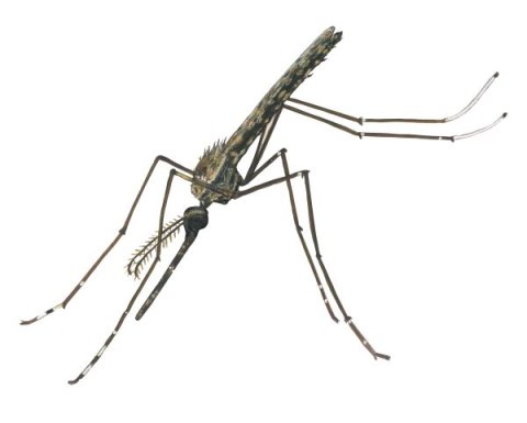 Illustration på malariamygga