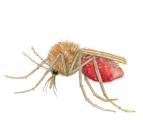 Illustration av en sandfluga